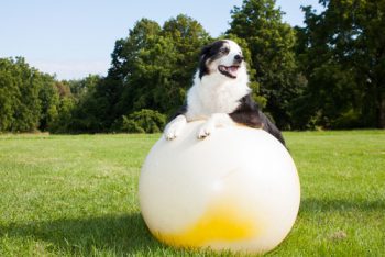 exercise equipment for dogs