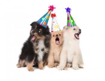 throw a party for your dog