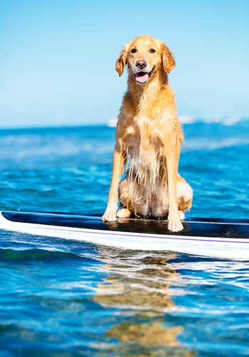dog sports dog surfing