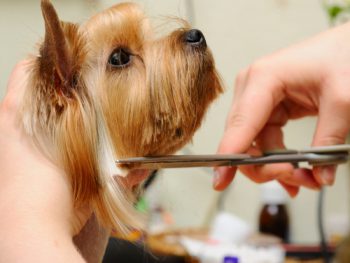 summer grooming for dogs
