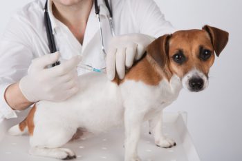 vaccinations for dog