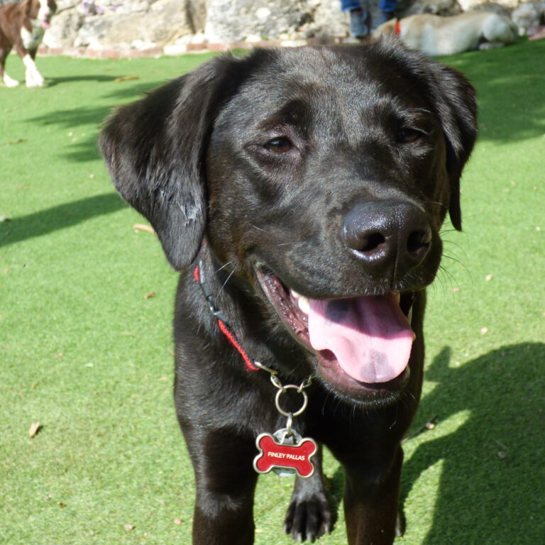 Exercise Equipment for Your Dogs - Cahaba Beach Dog Park